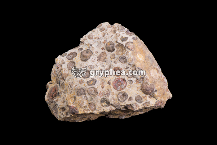Bauxite grise (Péreille - Ariège) - gryphea.com
